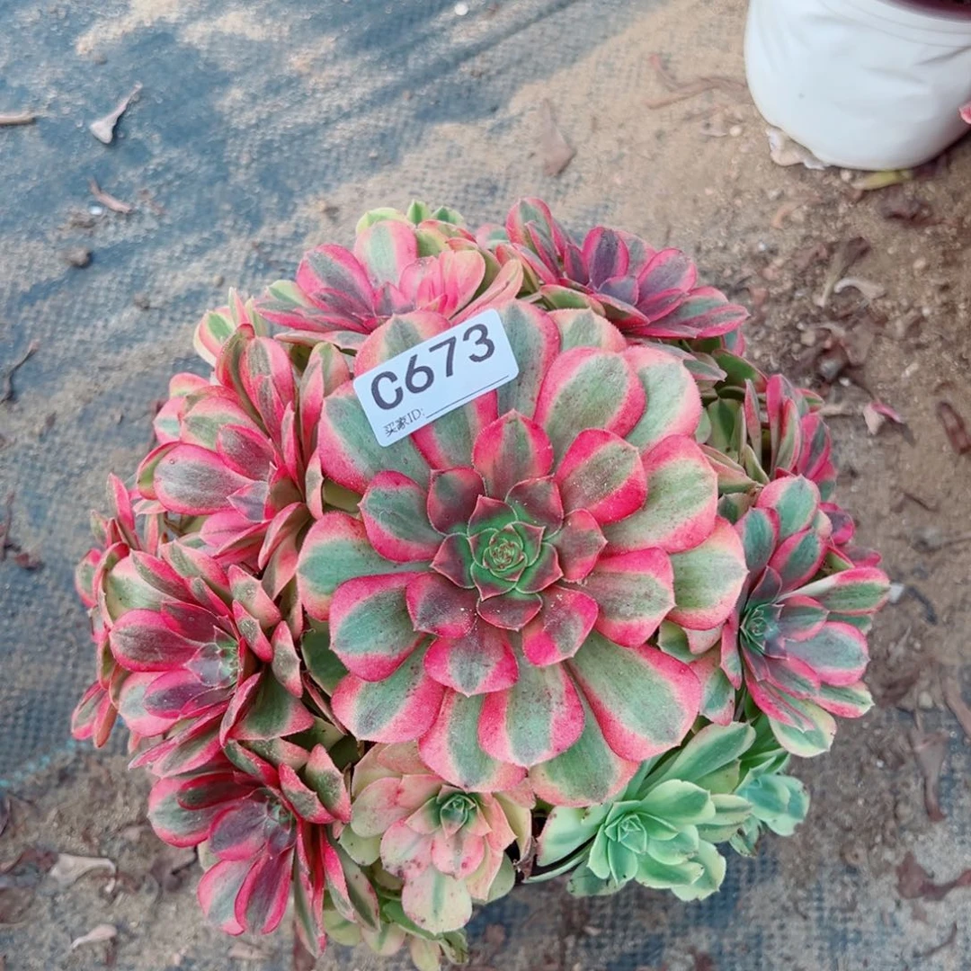 673雨荷多肉植物法师多肉