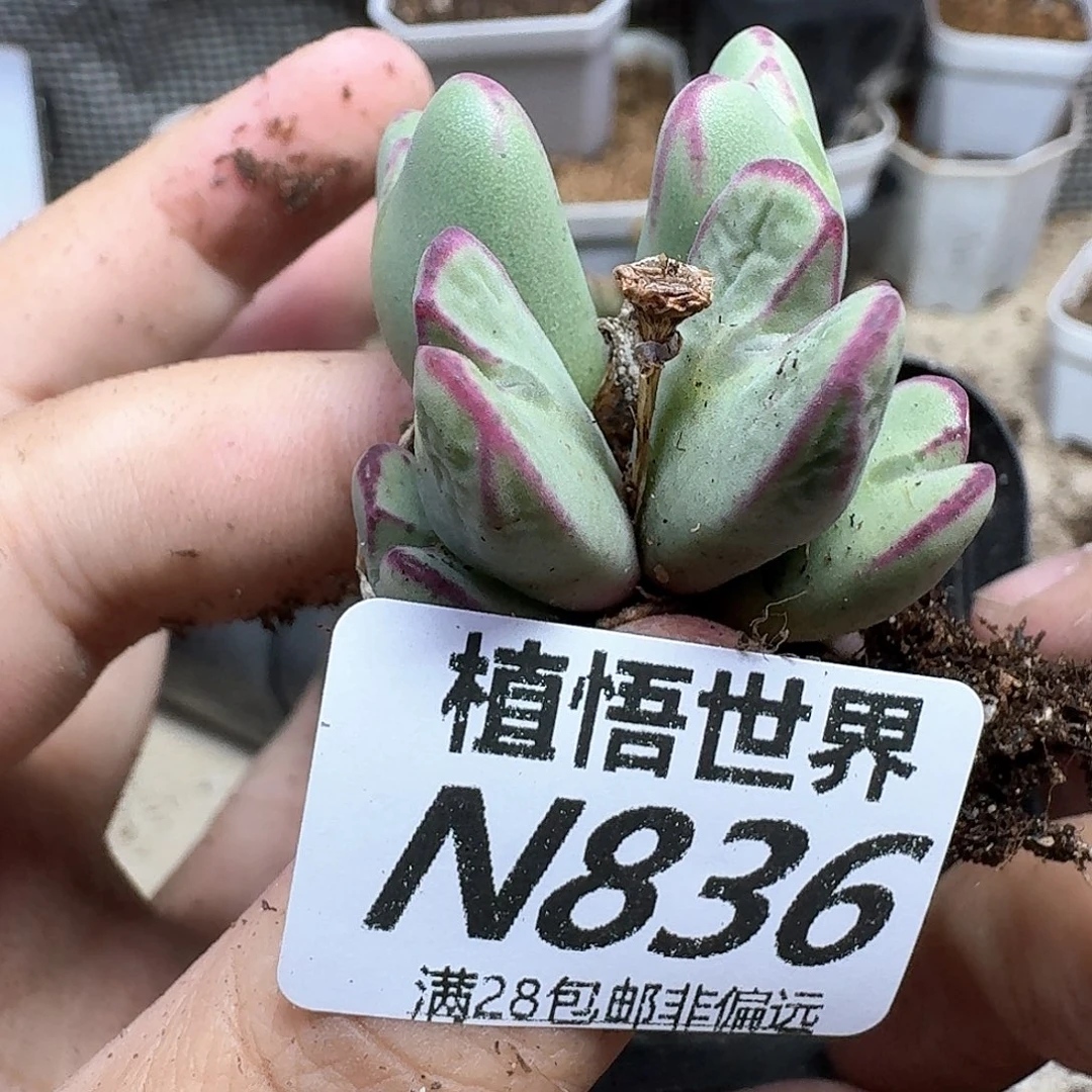 多肉植物的润泽ffv