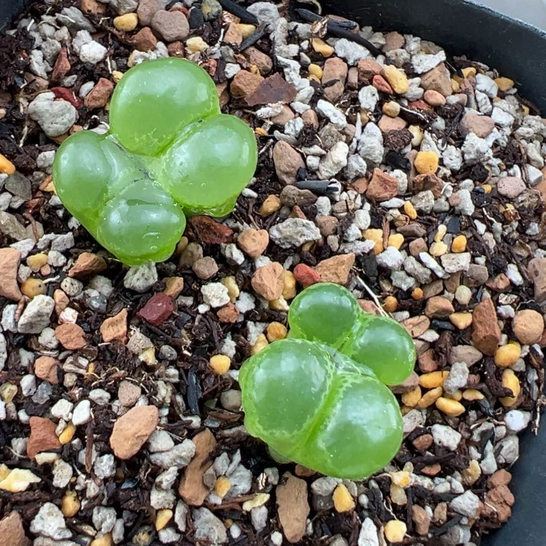 8.7好看的多肉脱土发货212