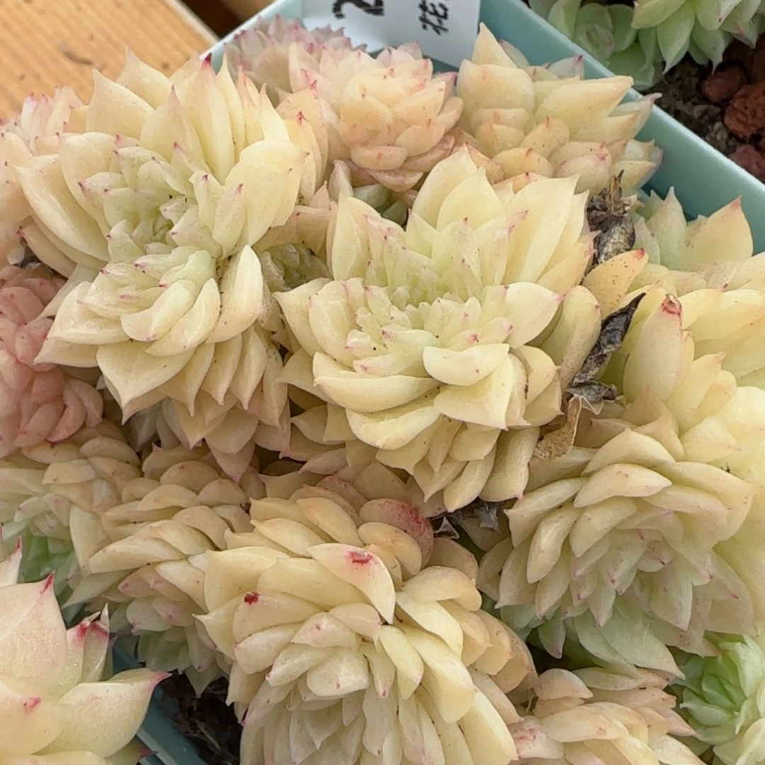 花语逸镜0201-290散