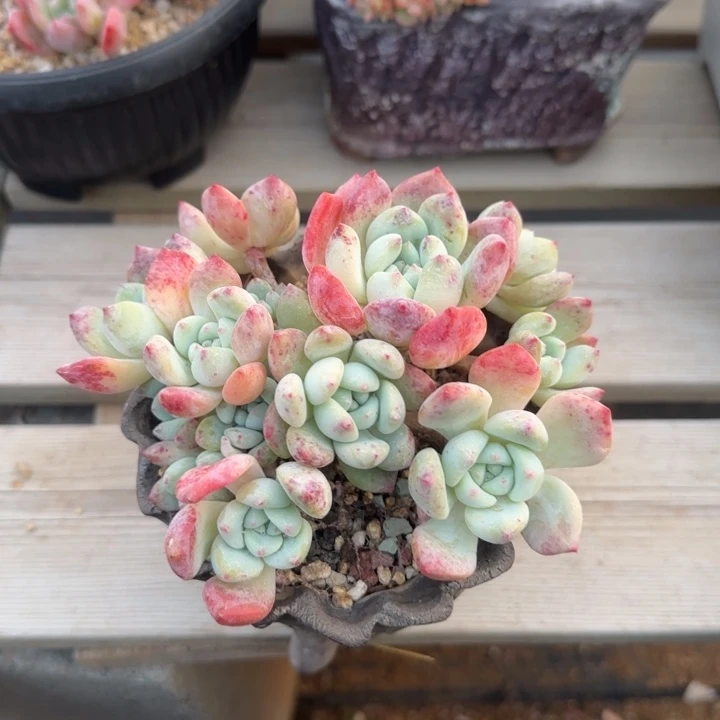 望苏群生五十包邮老桩