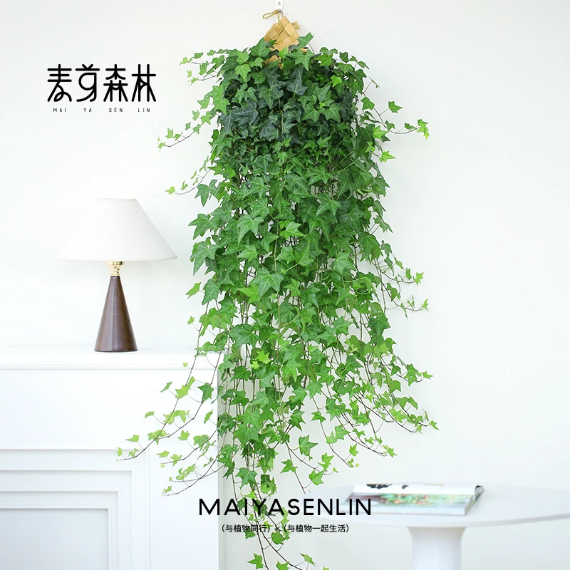 【枫叶爆款】常春藤生长爬藤垂吊植物观叶精选四季常青枝条花园植物