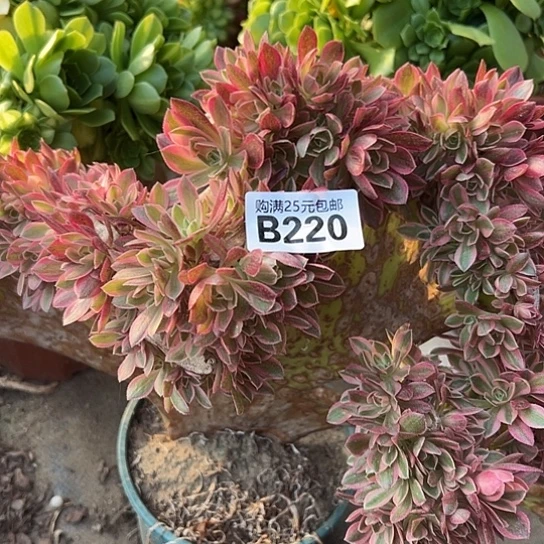 天**空一颗多肉法师 有砍