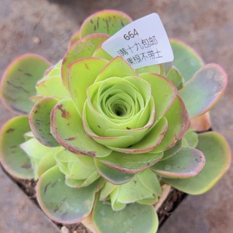 664 山地玫瑰基地福利