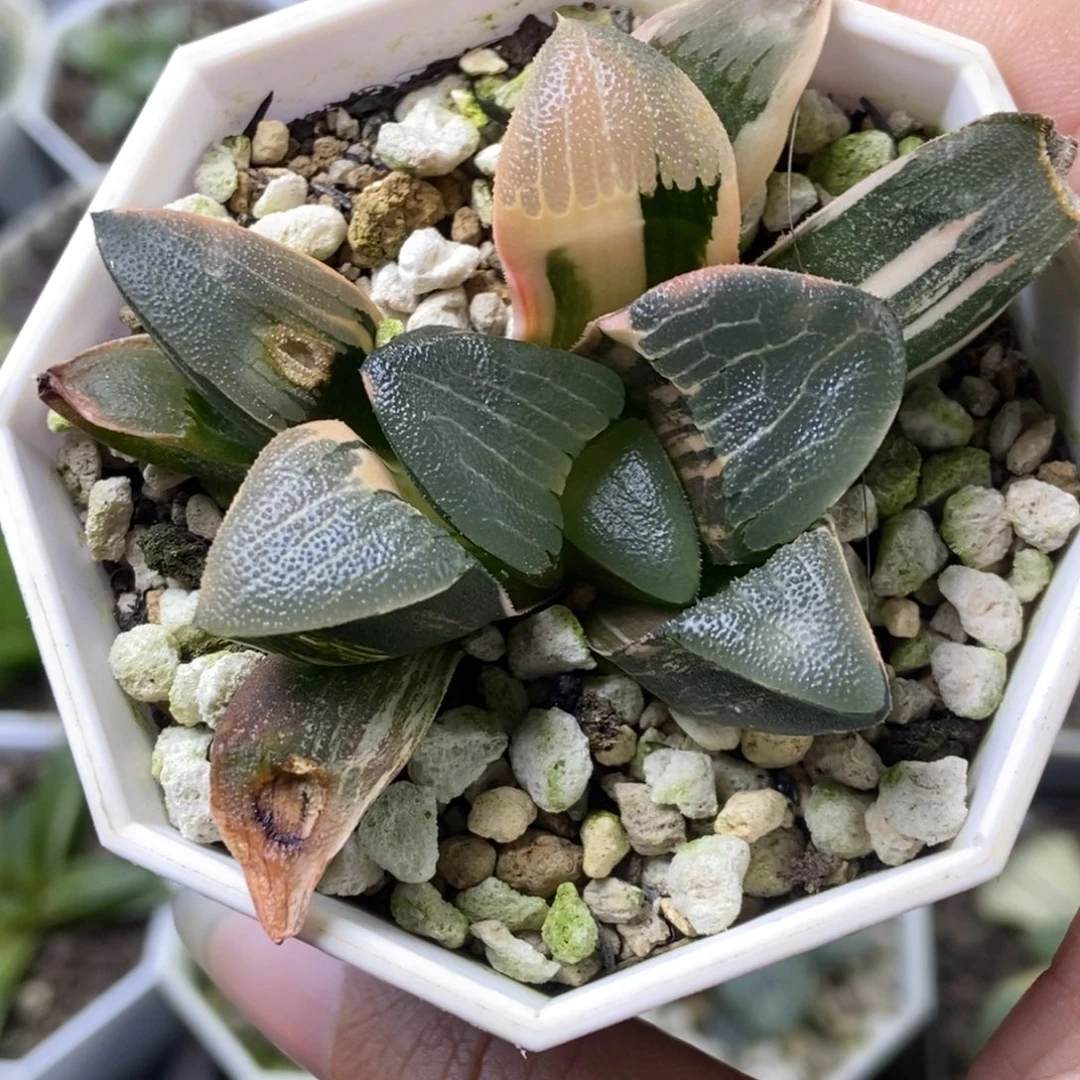 特价丸叶克锦一物一拍