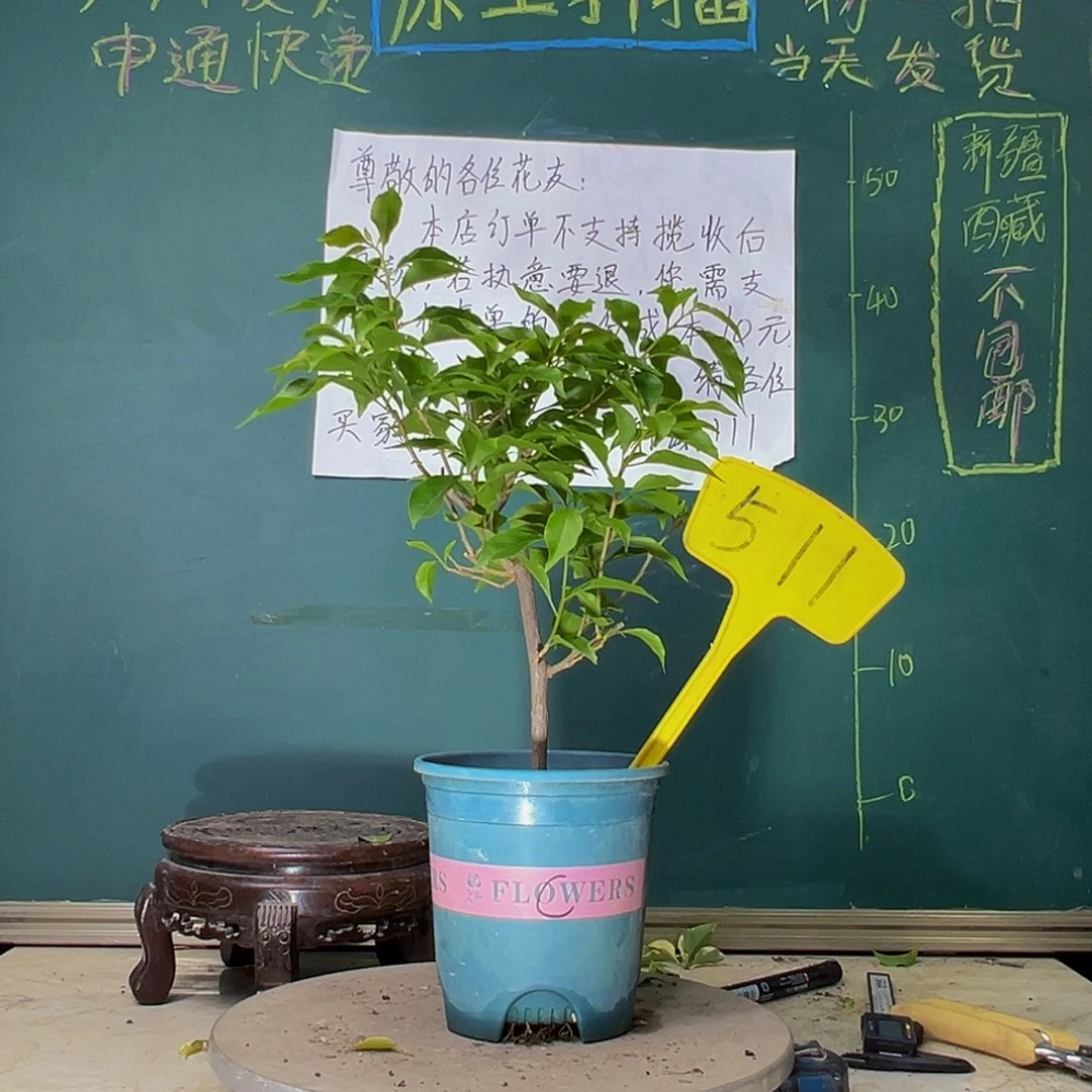 当前无花栽培后可以开花橙桑巴511