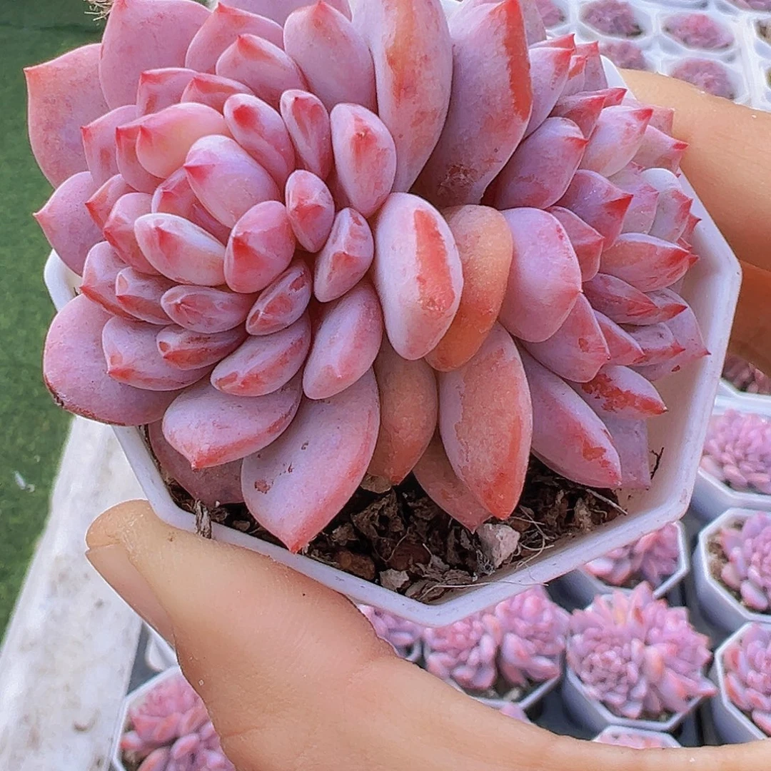 大精品玉芙蓉19包邮