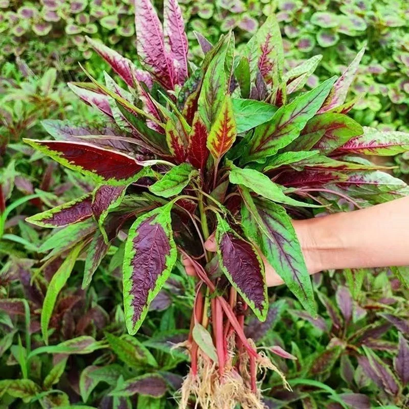 苋菜新鲜蔬菜红苋菜时令蔬菜现采摘现发货农家自种当季红苋菜带土