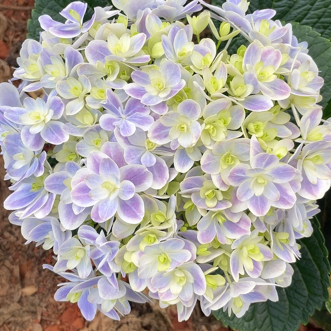 绣球切花一物一拍3枝起包邮，114