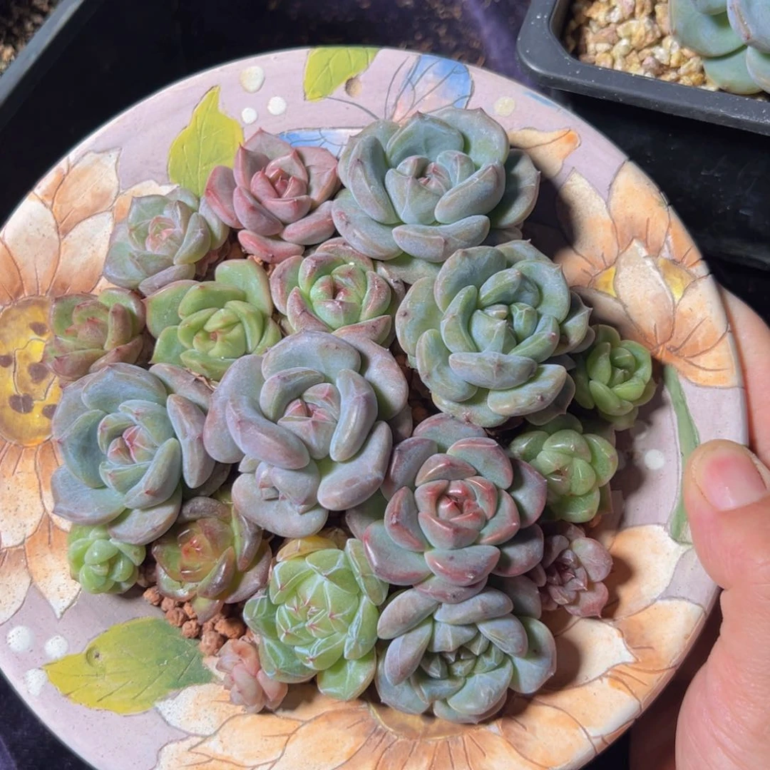 新年快乐 新年快乐