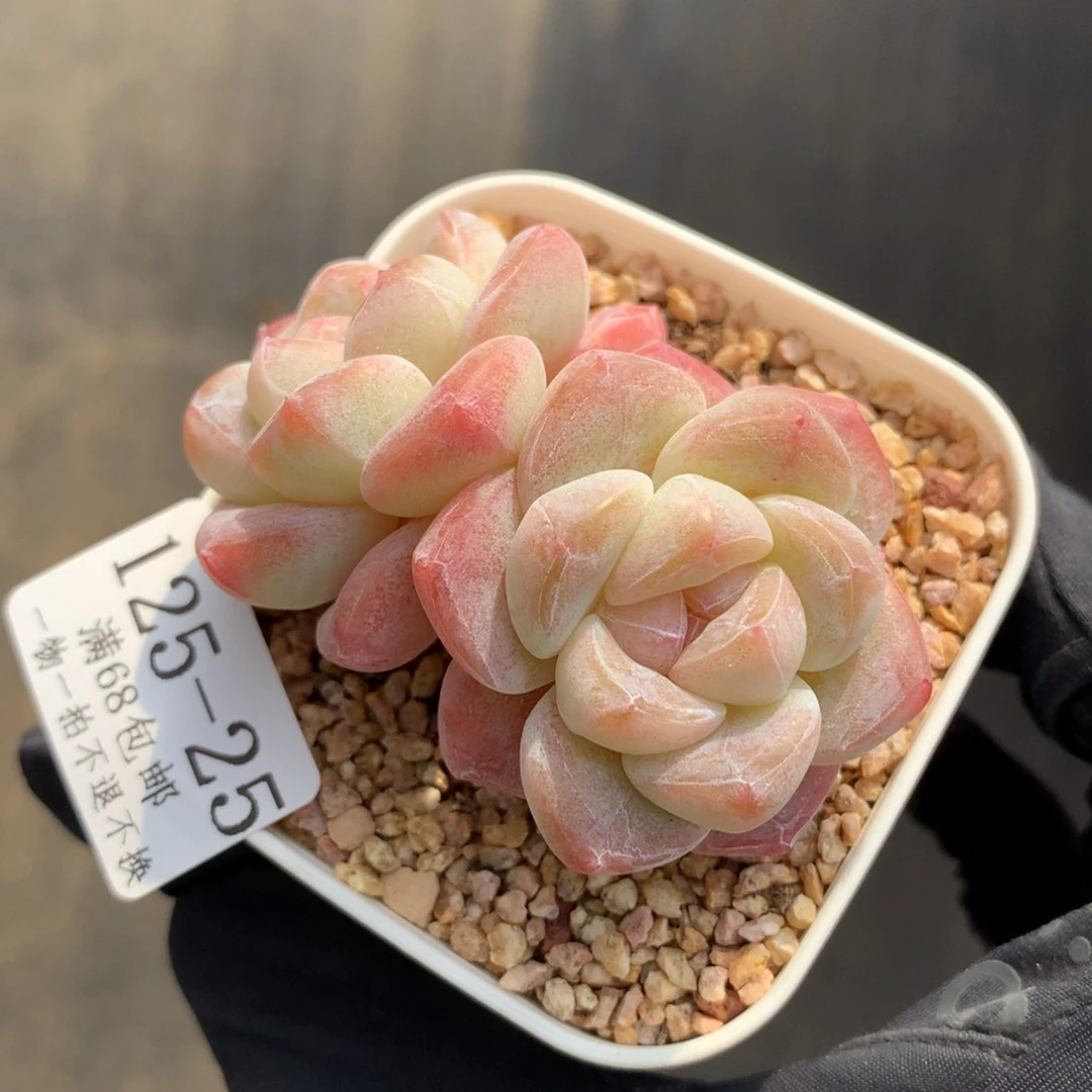 25。白底糖心冰玉。双头6.5cm。