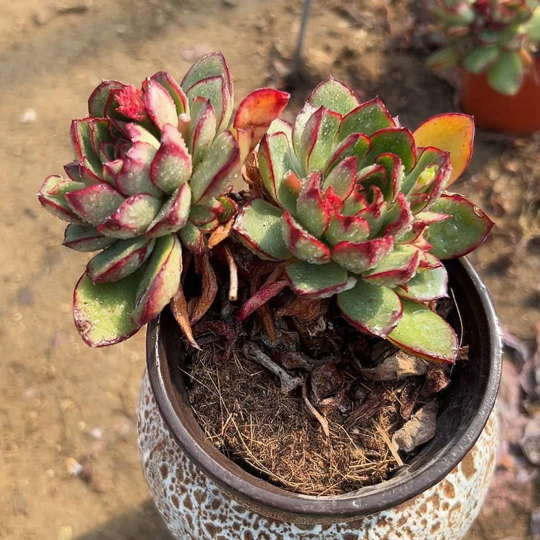多肉植物红花女王