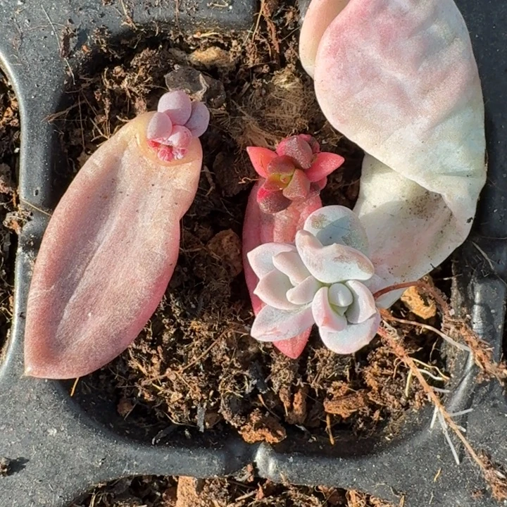 开播福利美尻黑美人紫丽殿44