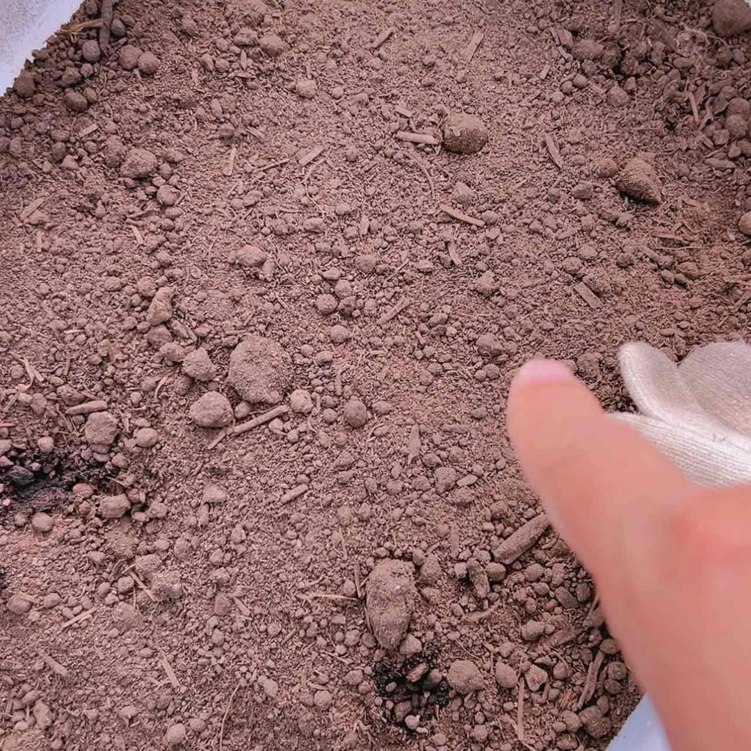 【闪购商品】发小养分多肉