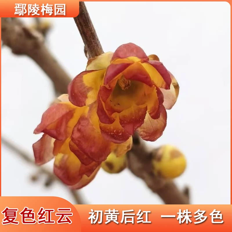 复色红晕稀有品种耐寒耐热腊梅花树苗盆栽腊梅鄢陵梅园腊梅基地