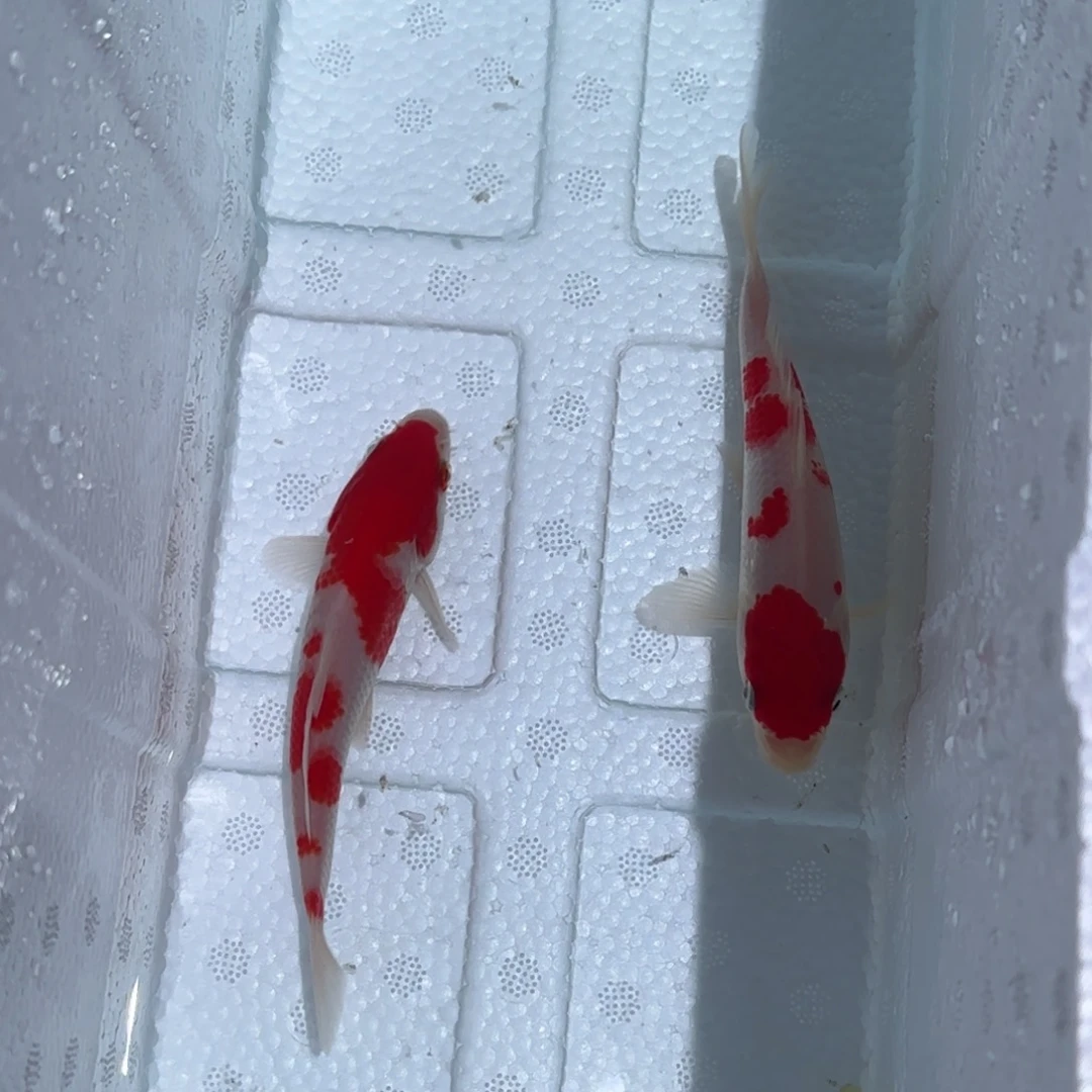 海水鱼锦鲤鱼观赏鱼 一物一拍