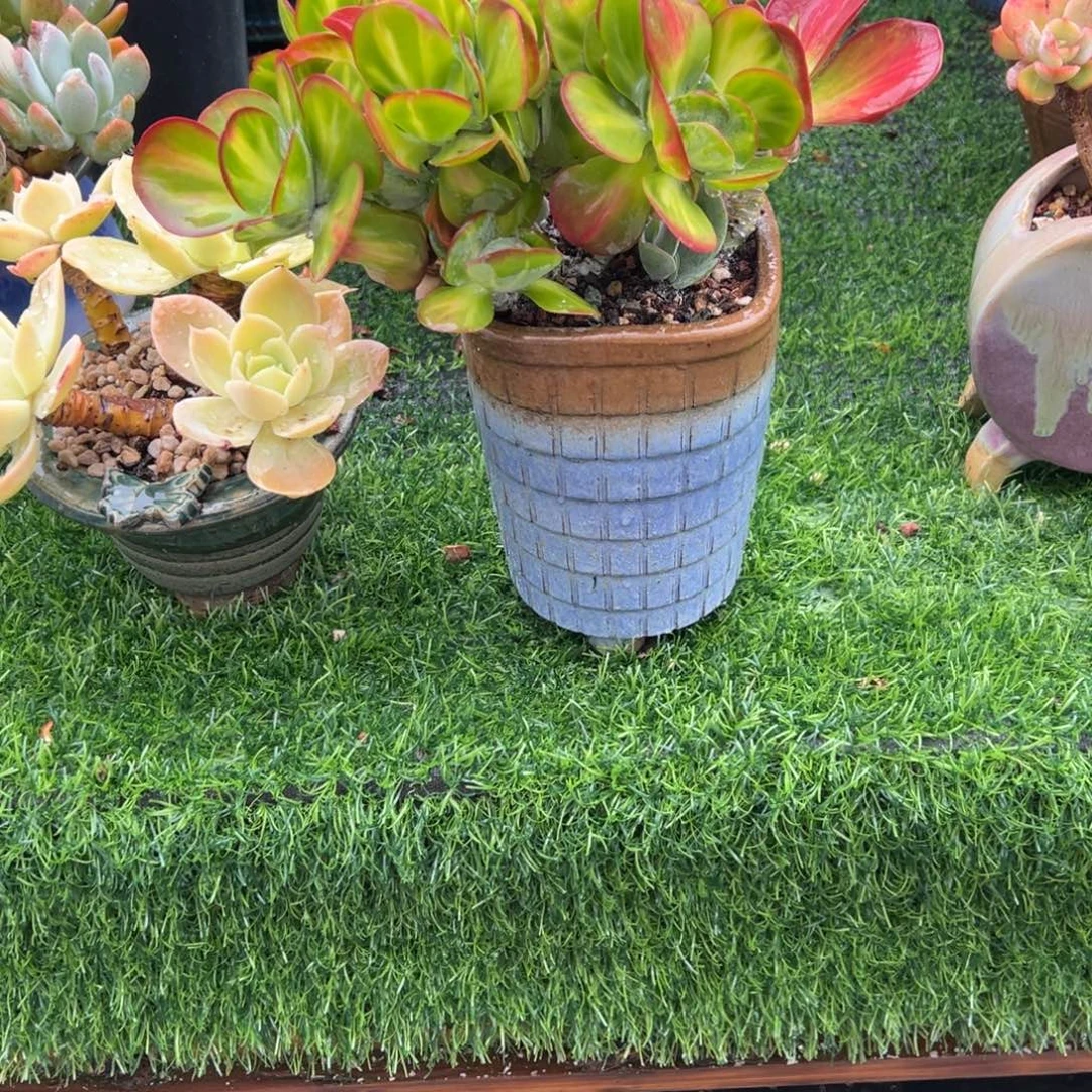 小***瓜唐印缀带盆多肉植物