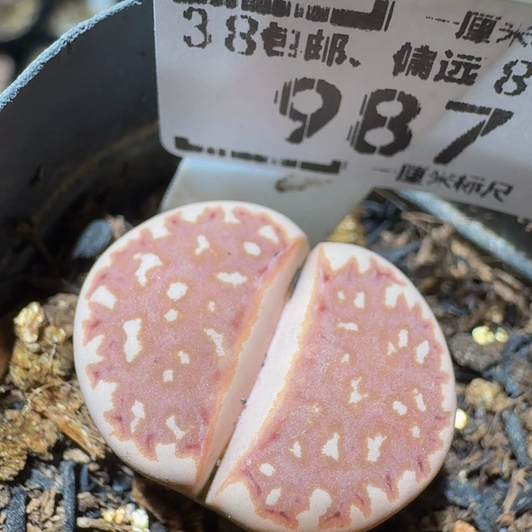 Zzzx生石花肉锥987