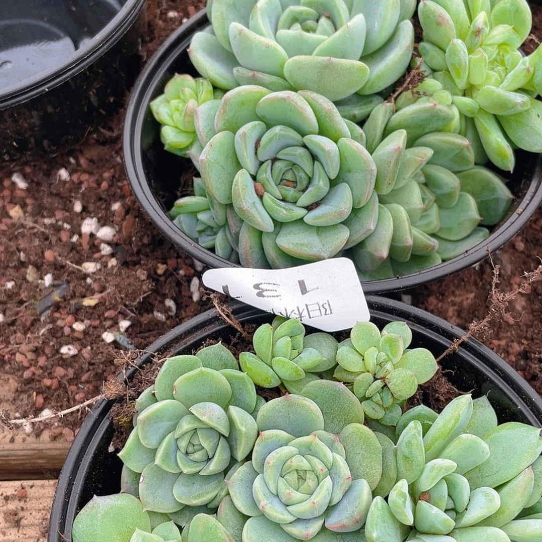 *****多肉植物多肉植物131