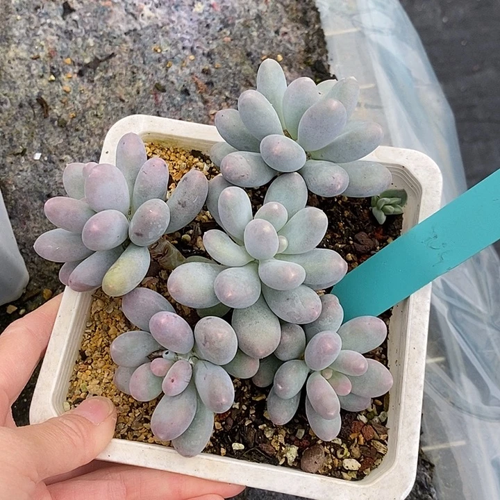 804多肉植物老桩