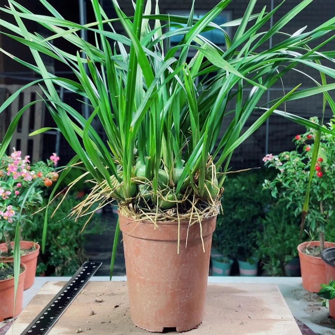 不开花植物爆盆咖啡兰，