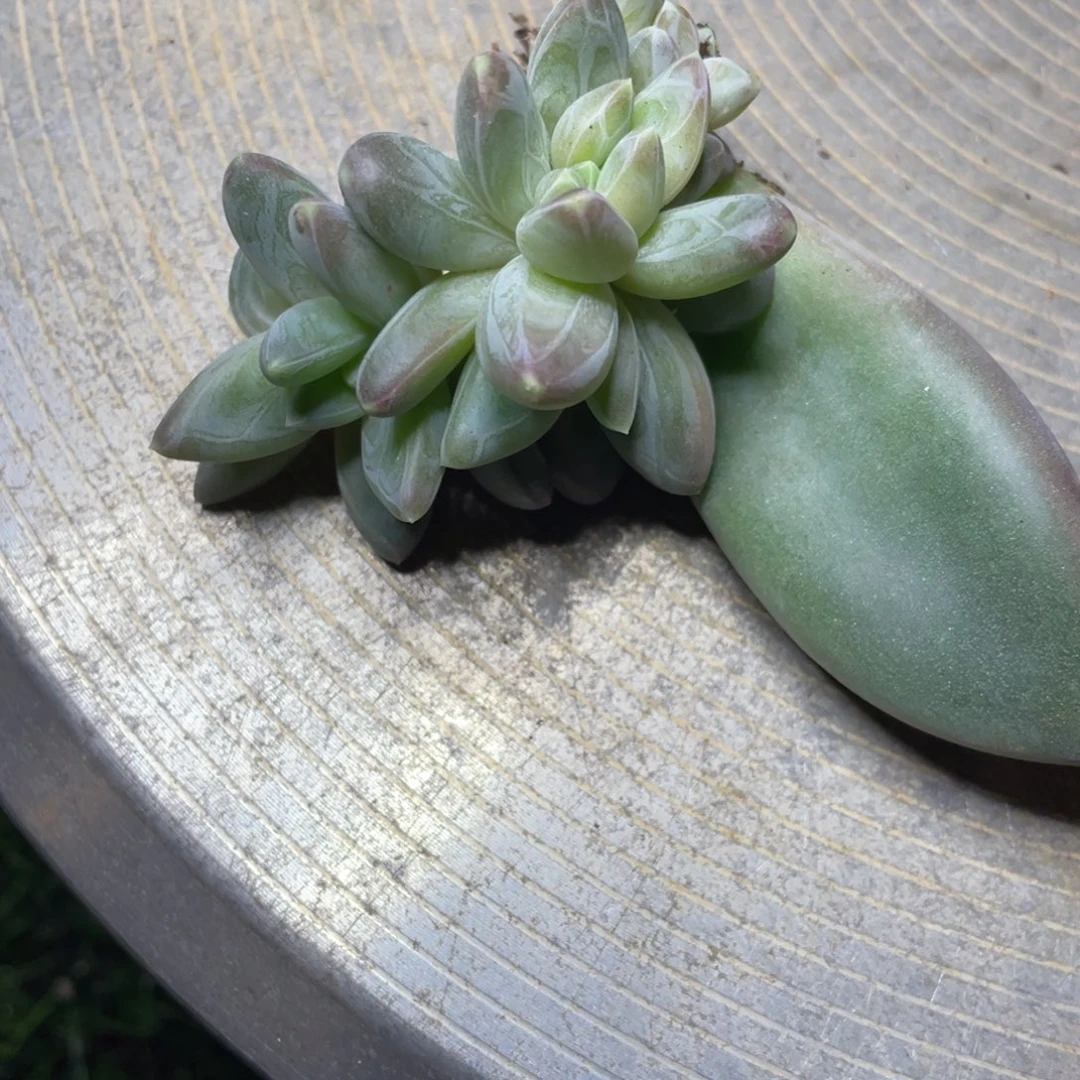 多肉植物的生长发育和生长