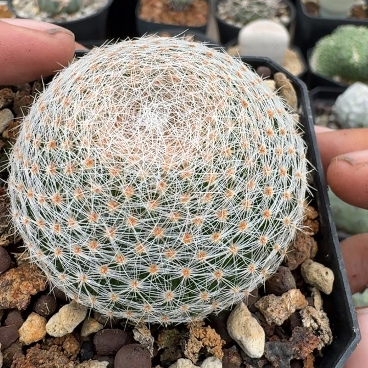 白绢丸实生仙人球