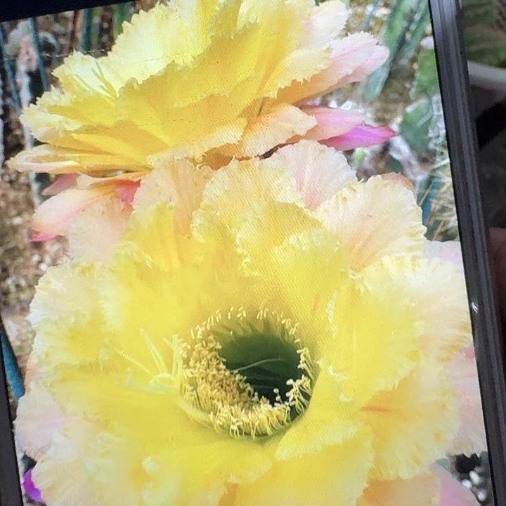 初春侧芽5公分左右毛花柱（20包邮）