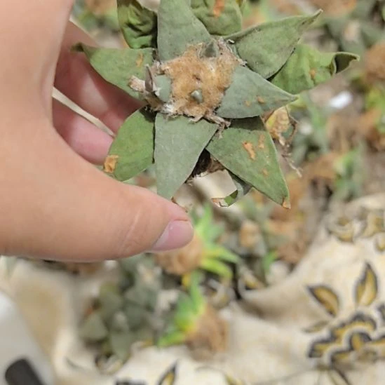 一物一拍，实生仙人球