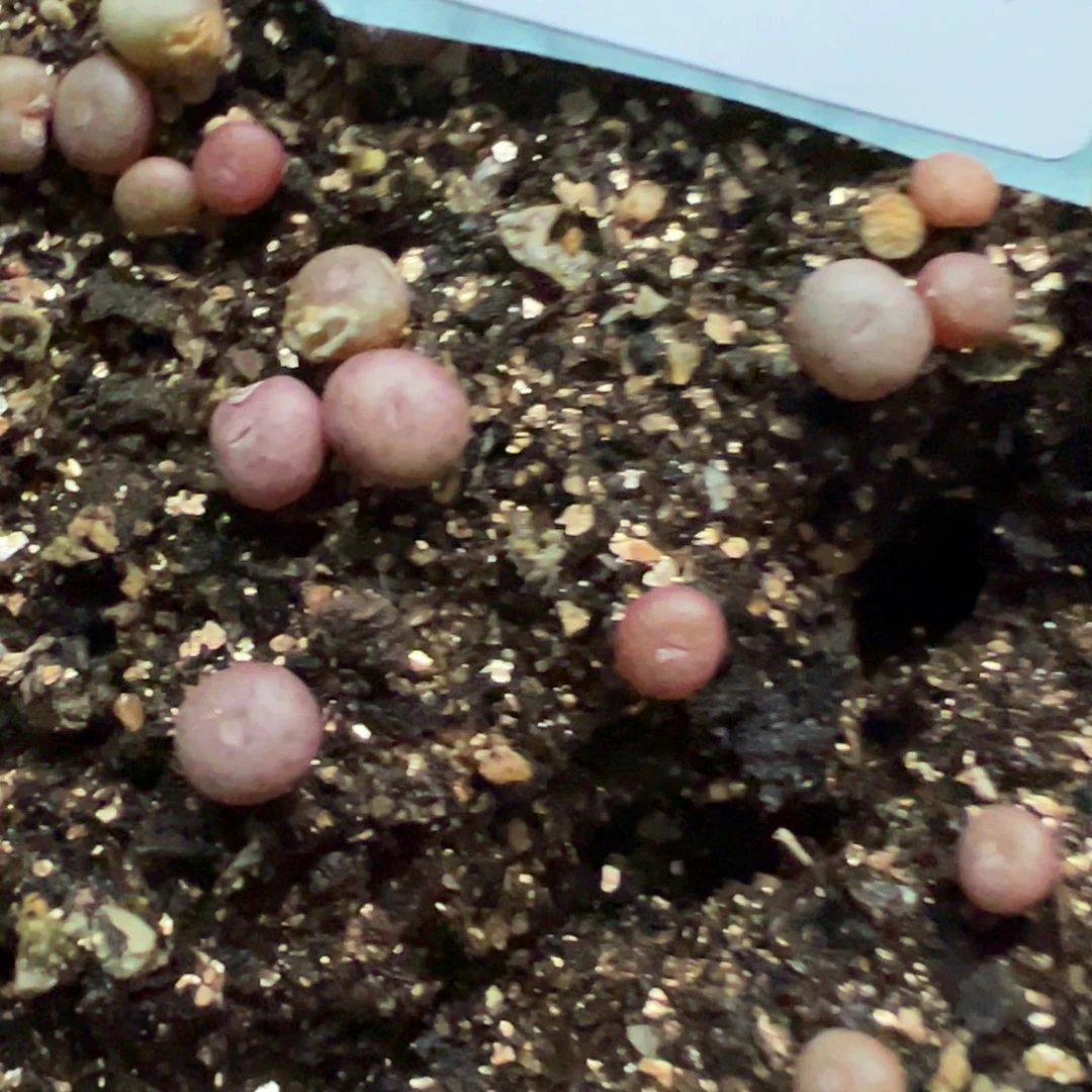 21-08量拍纽扣一颗