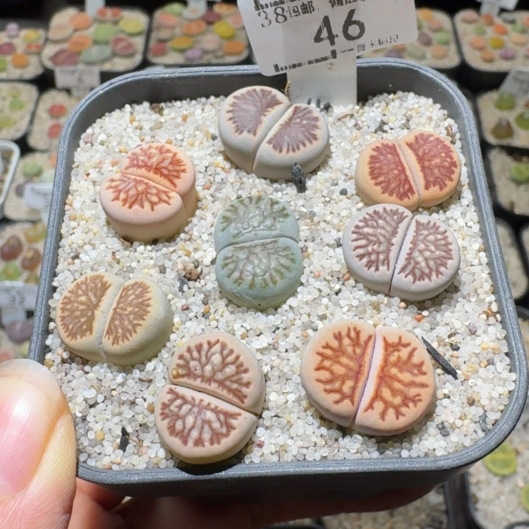 开***猫Sss精品清仓价46出