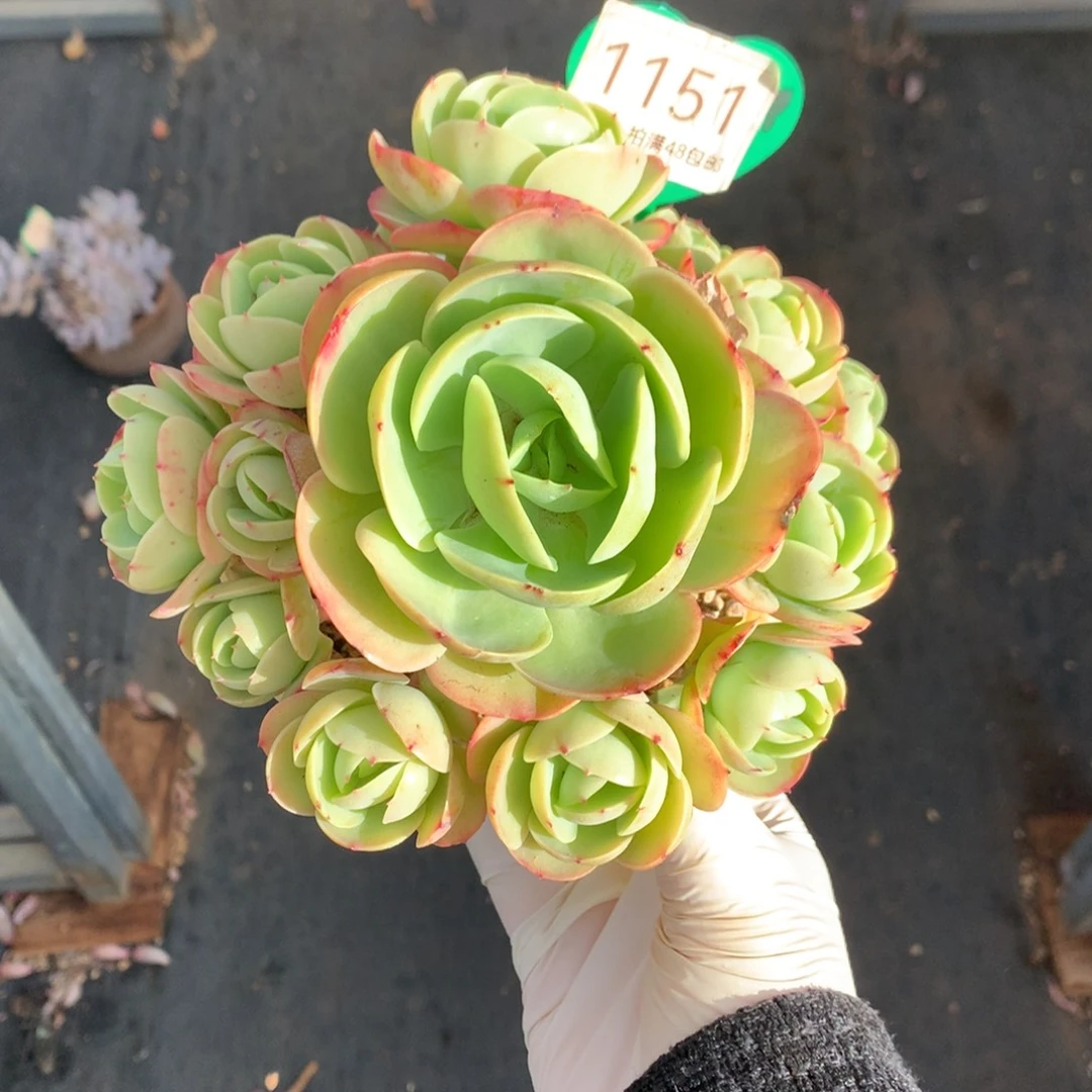 鸡蛋碧桃无砍捧花1151