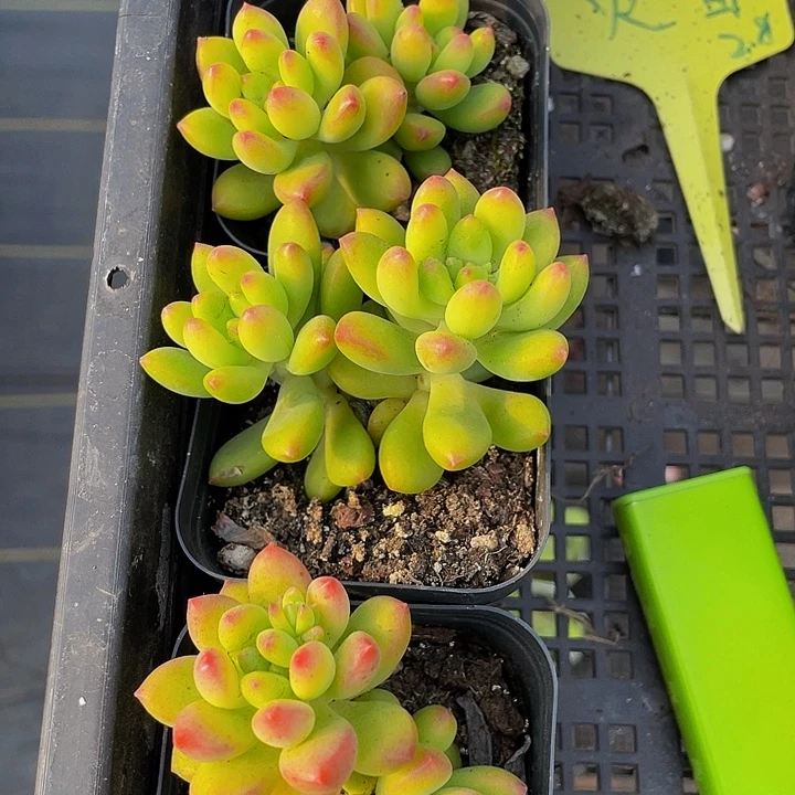 双头春萌带盆土发