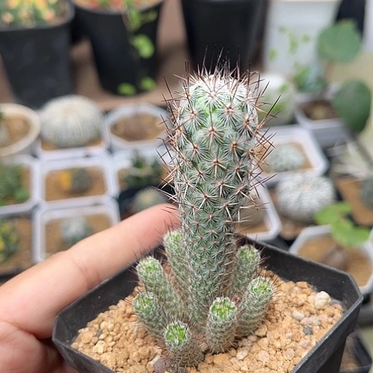 无花朵灰狐稀有品种