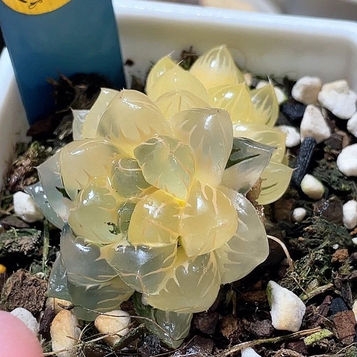 727糊斑水中月锦特选福利