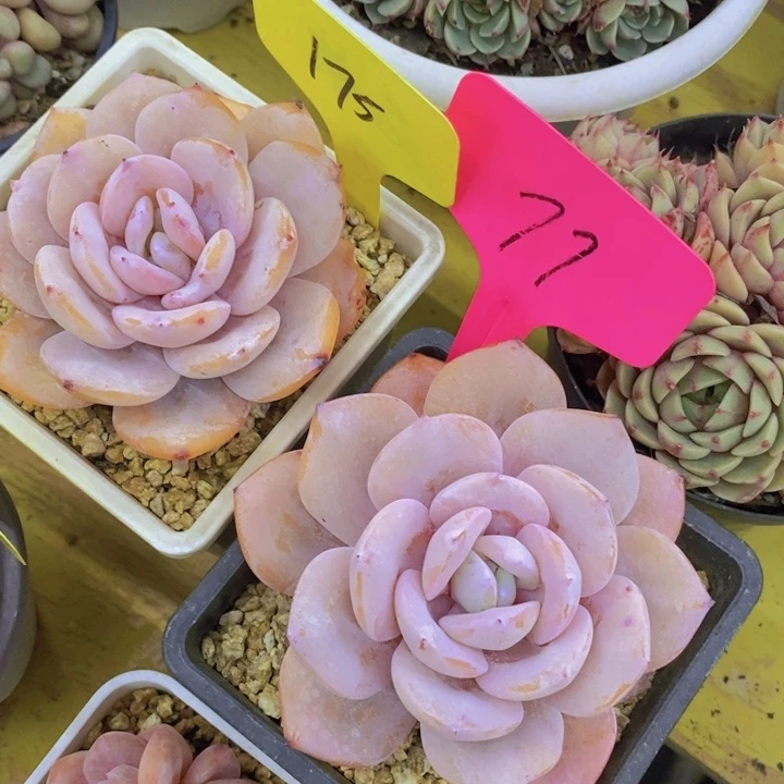 红*手开心多肉植物多肉