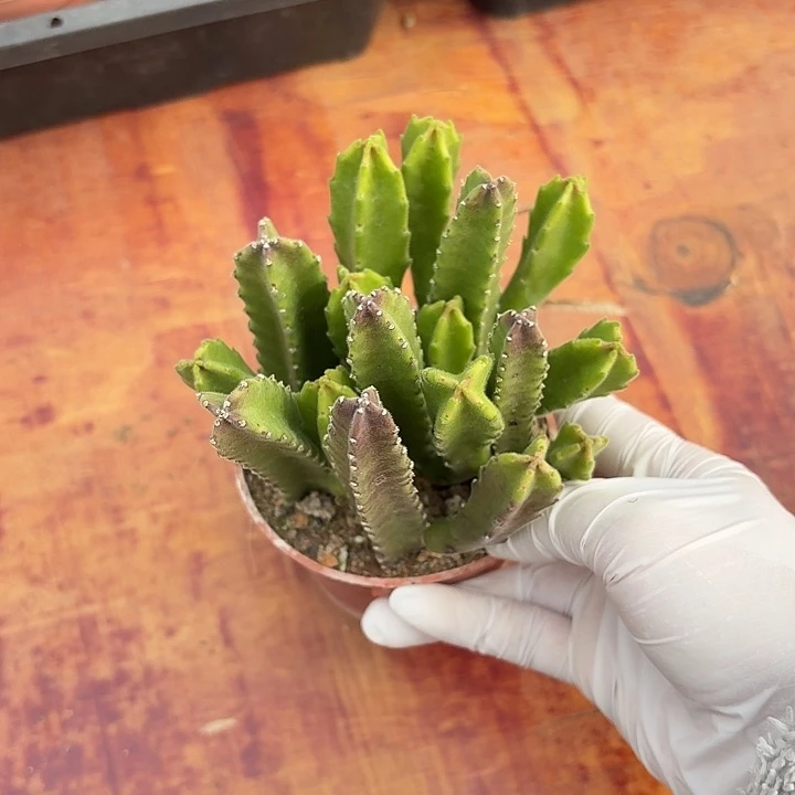 ༄****大花角仙人球123