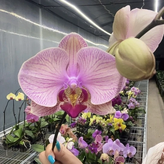 完全开放A012复古色大花