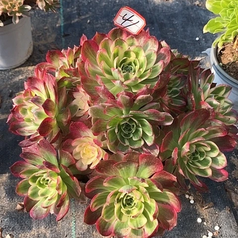 晏*华红海王老桩捧花法师41