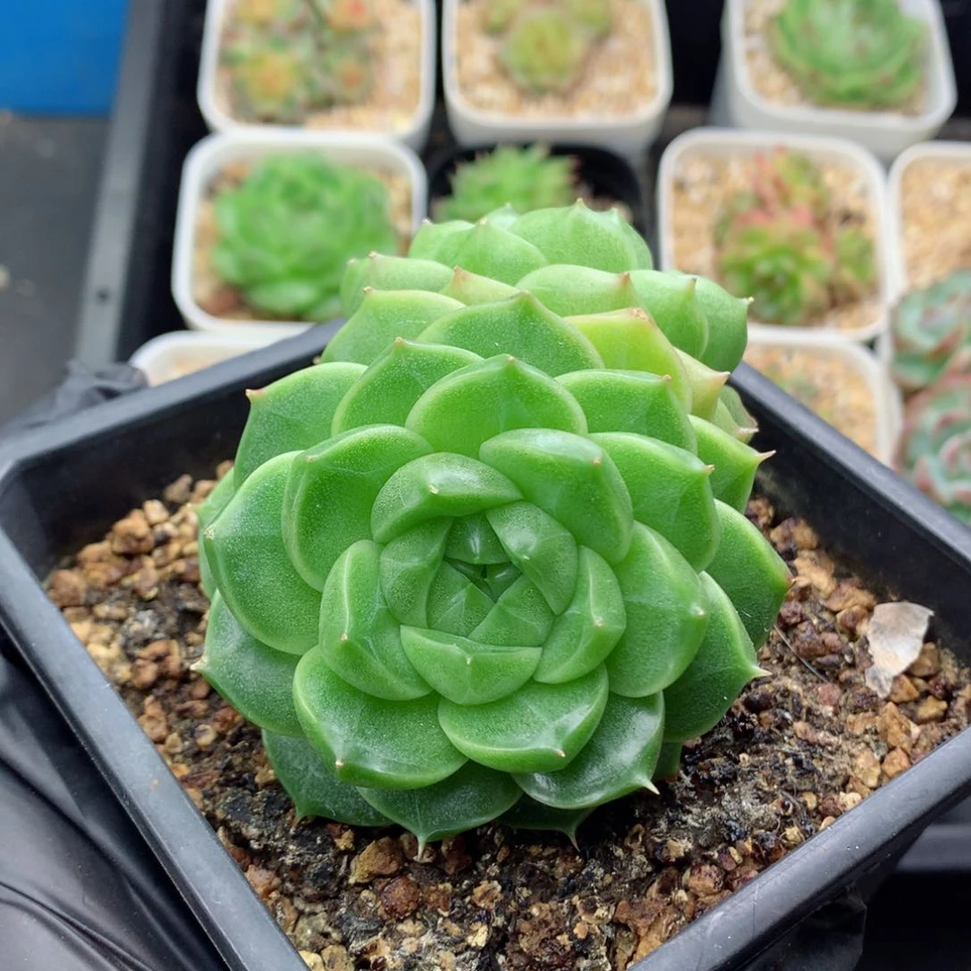58包邮  群生不包整麦秆39