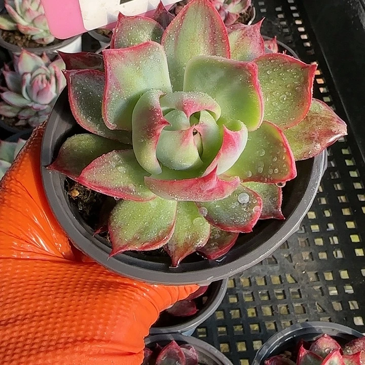 23 惊鸿仙子多肉植物6-9cm