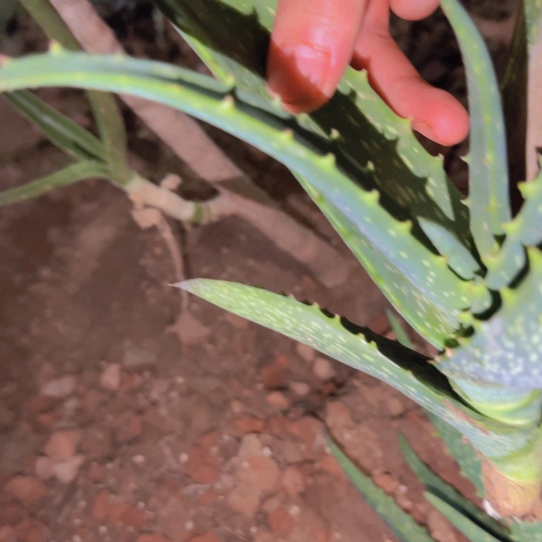 填***字块根植物块根植物