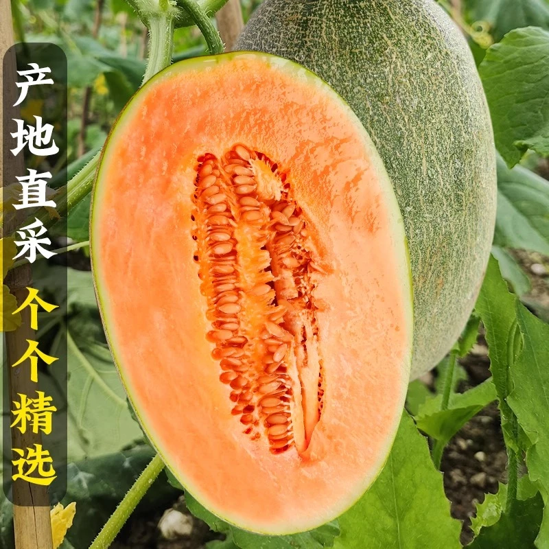 海南甜瓜沙地哈密瓜乐东新鲜水果当季甜瓜