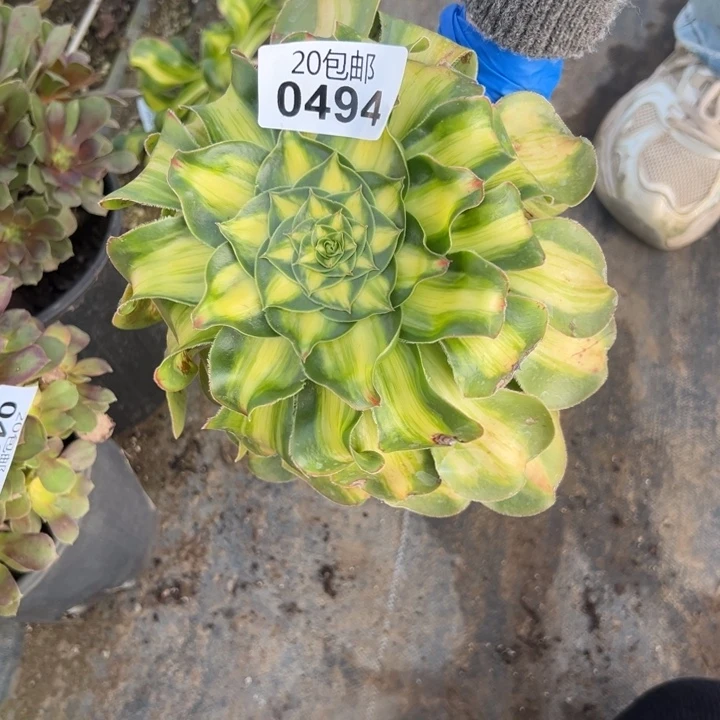 多肉植物494种植物