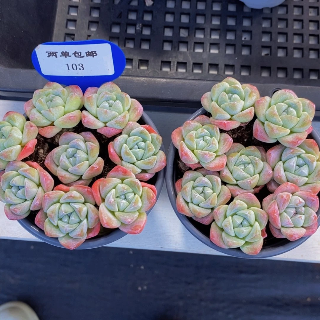 103-精品冰玉拼盘一盒