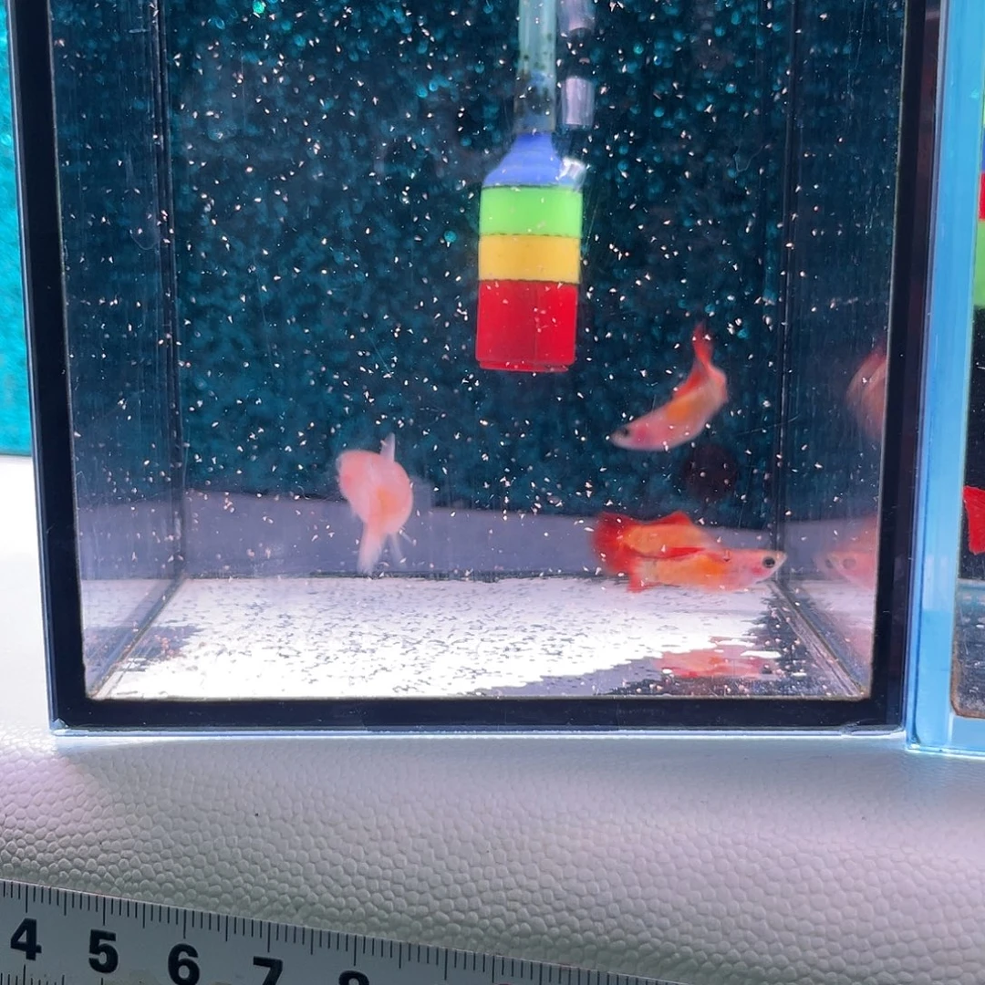 孔雀鱼皇家落日4条微瑕