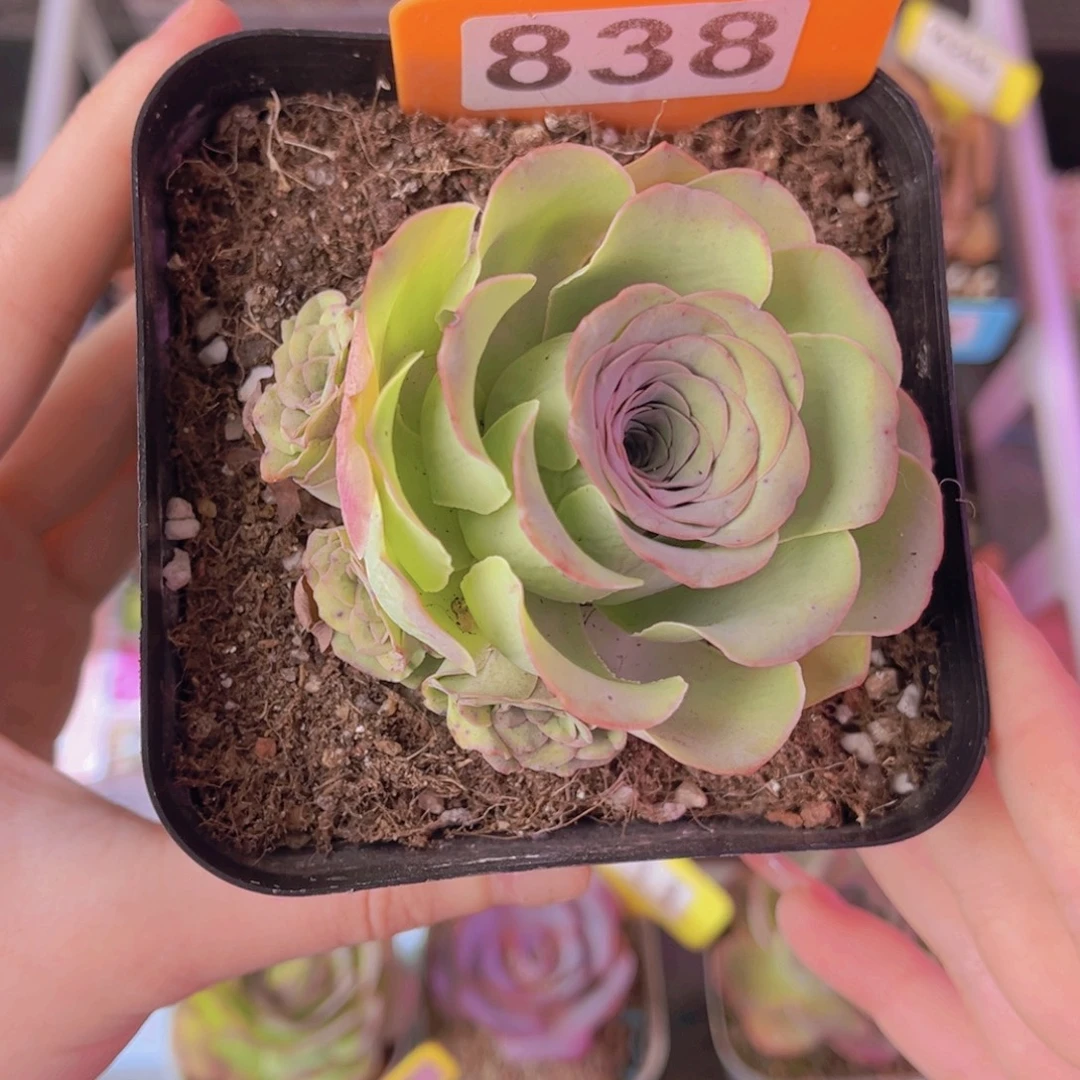 单品一物一拍838号