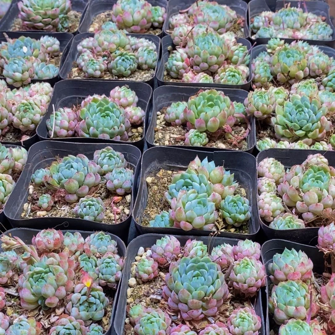 796多肉植物保护研究所所长