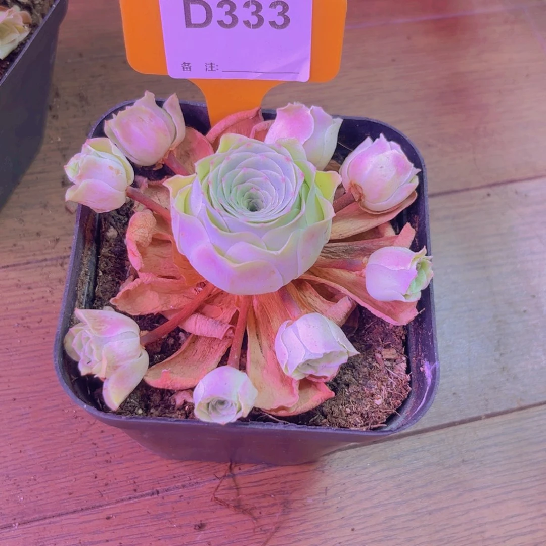 无花朵333山地玫瑰
