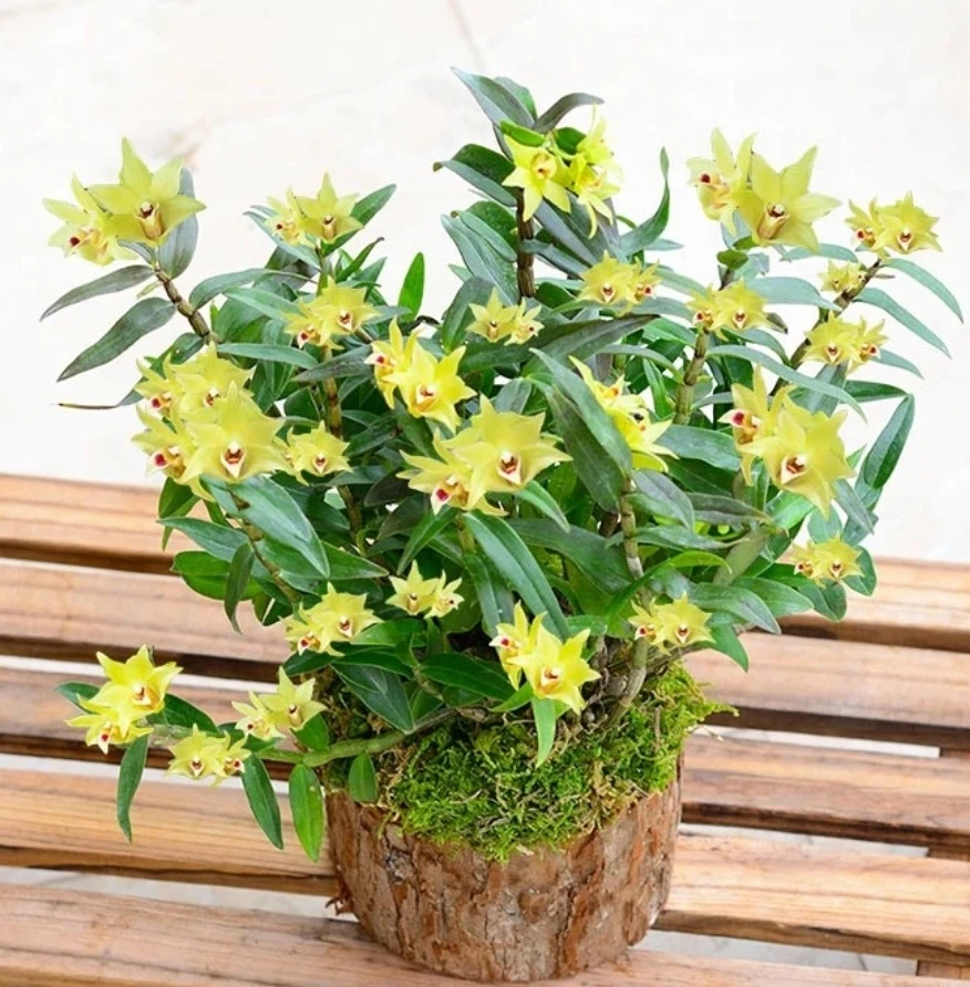 精选铁皮石斛盆景 木桩种植